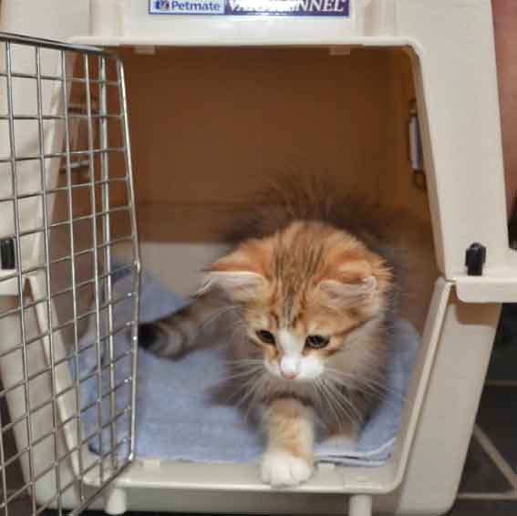 birisk kattunge Galileo