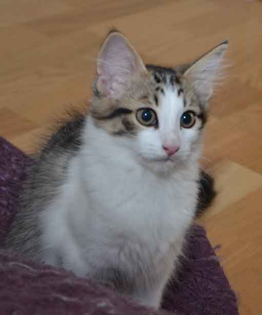 sibirisk kattunge Hubble