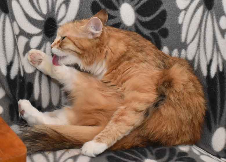 sibirisk katt Dani