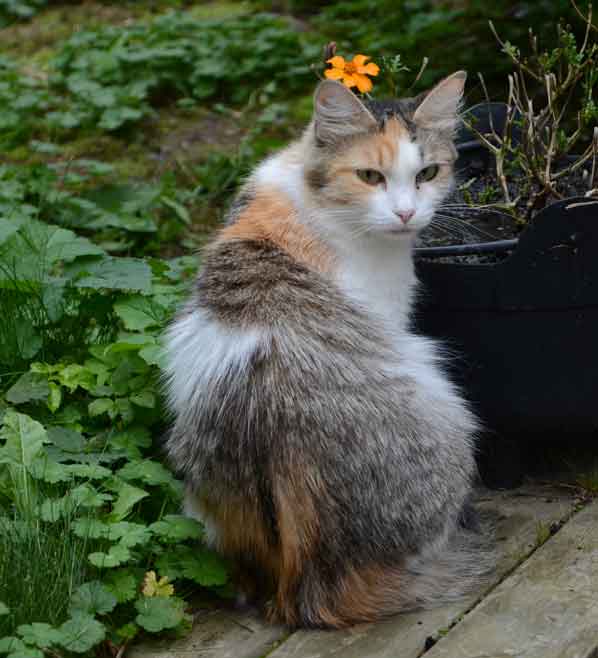 sibirisk katt Colbie