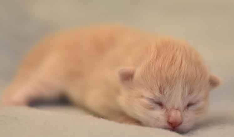 sibirisk kattunge Ikaros