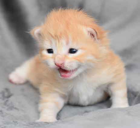 sibirisk kattunge Ian