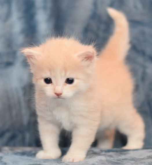 sibirisk kattunge Ikaros