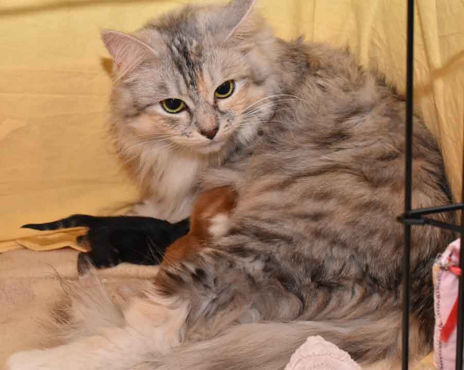 sibiriska kattungar Jj-kull