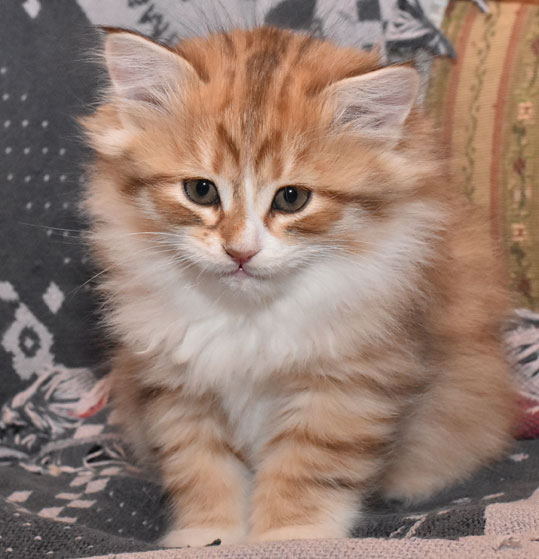sibirisk kattunge Izu