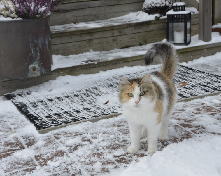 sibiriskkatt Colbie