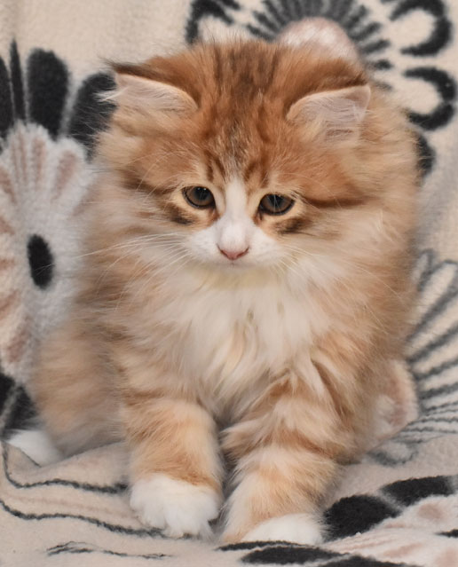 sibirisk kattunge Io