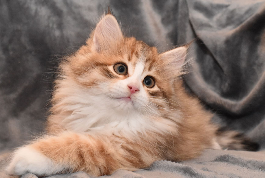 sibirisk kattunge Io
