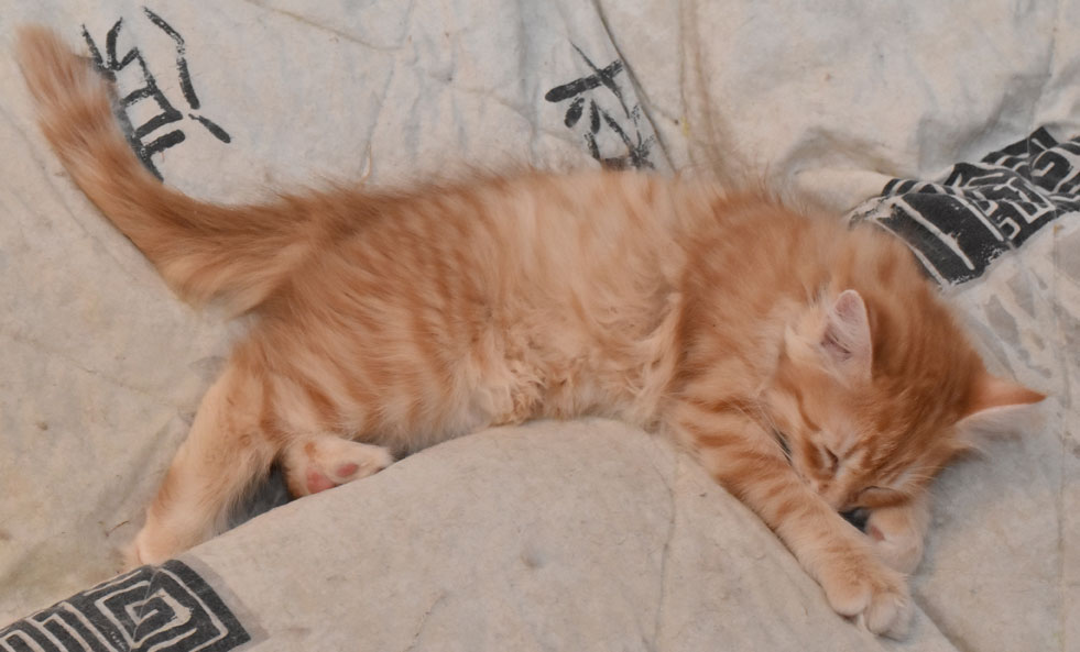 sibirisk kattunge Irwin