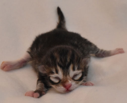 sibirisk kattunge Lynx