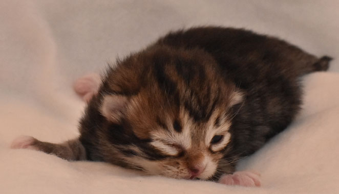 sibirisk kattunge Lynx
