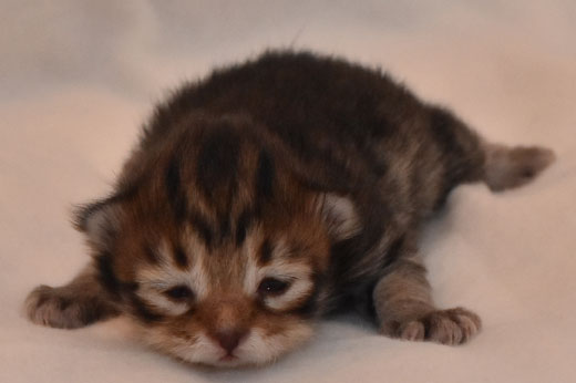 sibirisk kattunge Lulin