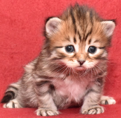 sibirisk kattunge Lulin