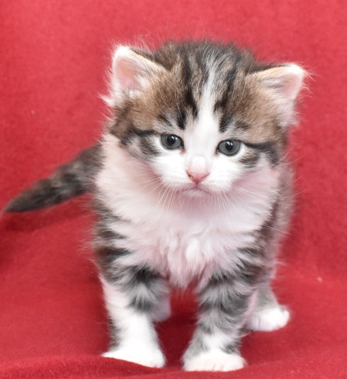 sibirisk kattunge Kalypso