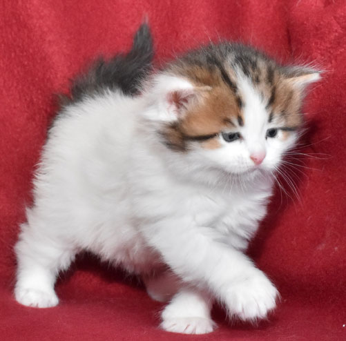 sibirisk kattunge Katz