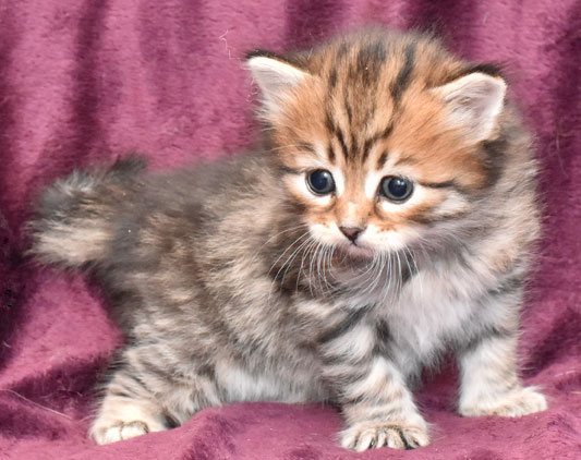 sibirisk kattunge Lulin
