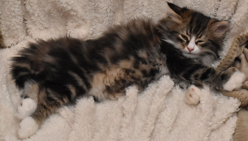 sibirisk kattunge James