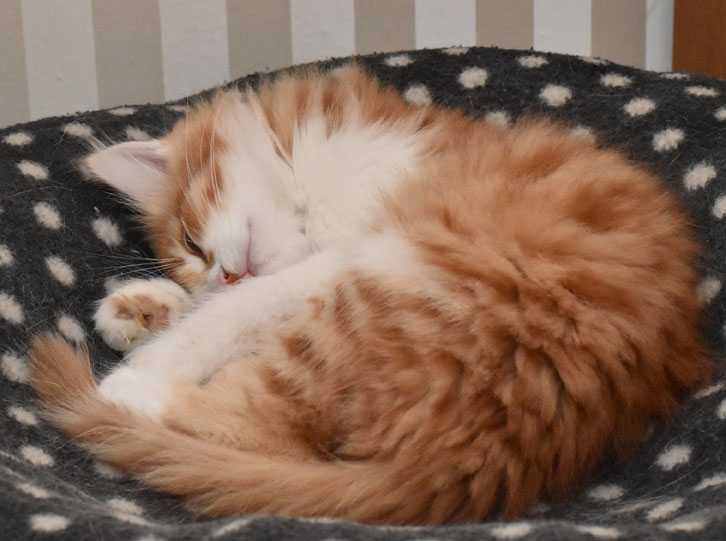 sibirisk kattunge Jessie