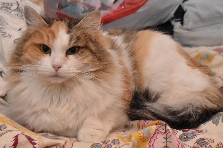 sibirisk katt Colbie