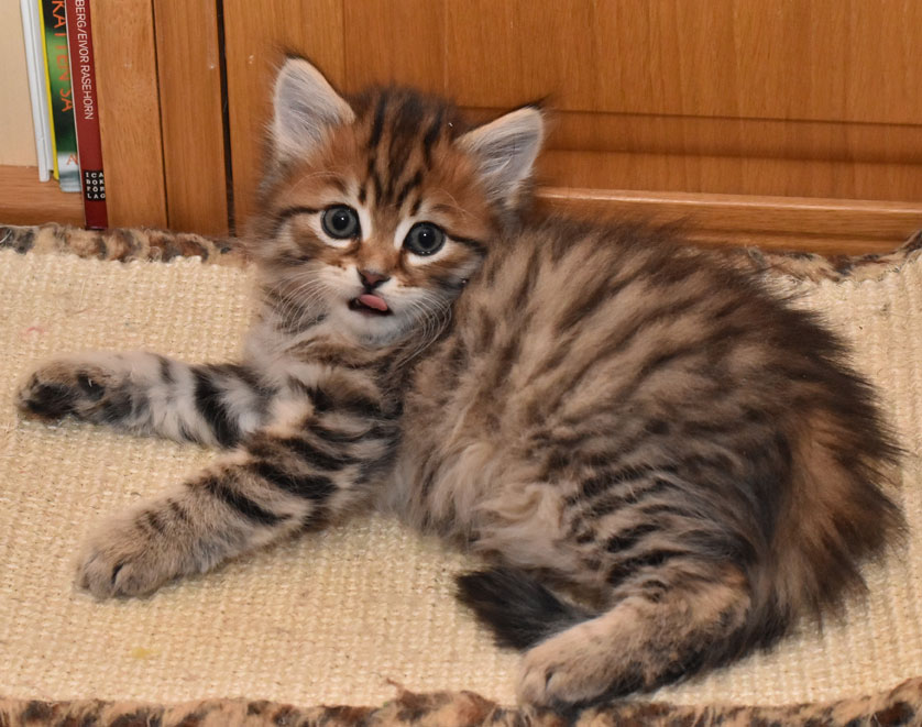 sibirisk kattunge Lulin