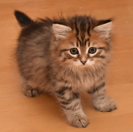 sibirisk kattunge Lulin