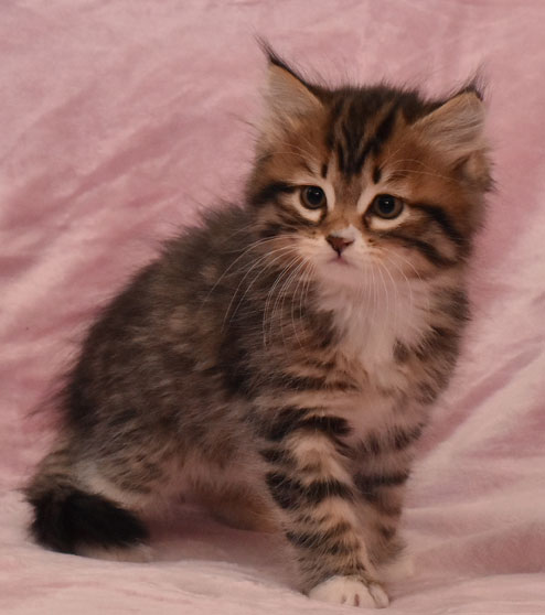 sibirisk kattunge Lynx