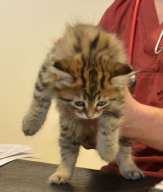 sibirisk kattunge Lulin