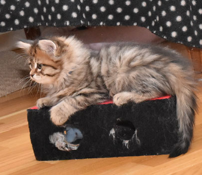 sibirisk kattunge Lulin