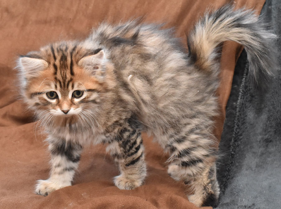 sibirisk kattunge Lulin