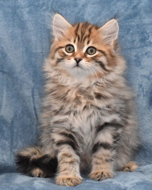 sibirisk kattunge Lulin