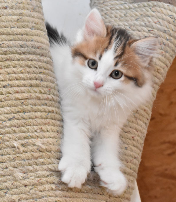 sibirisk kattunge Katz