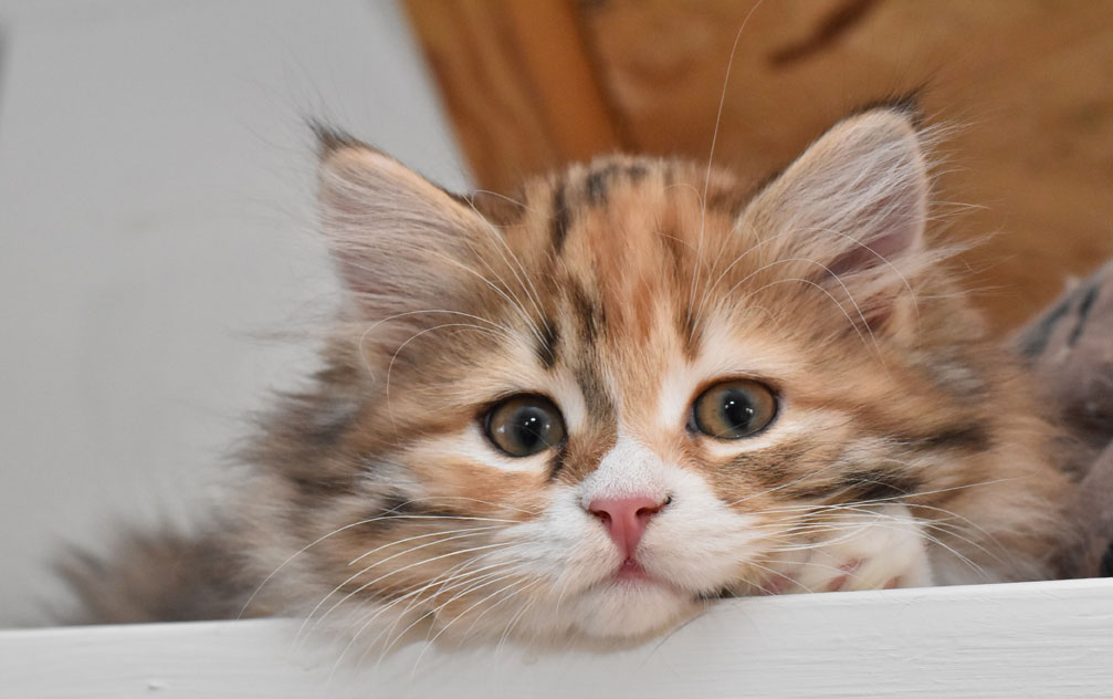 sibirisk kattunge Lyra