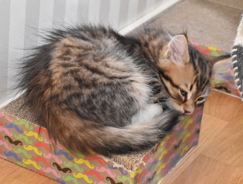 sibirisk kattunge Lynx