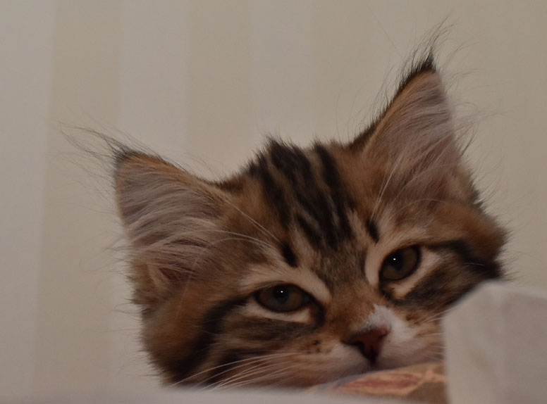 sibirisk kattunge Lynx