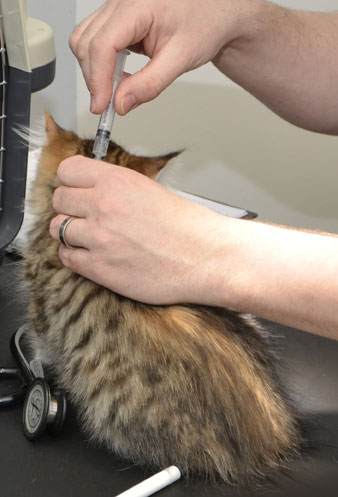 sibirisk kattunge Libra