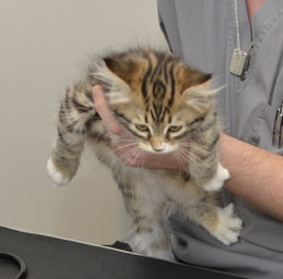 sibirisk kattunge Lynx