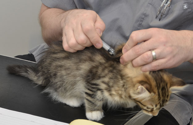 sibirisk kattunge Lynx