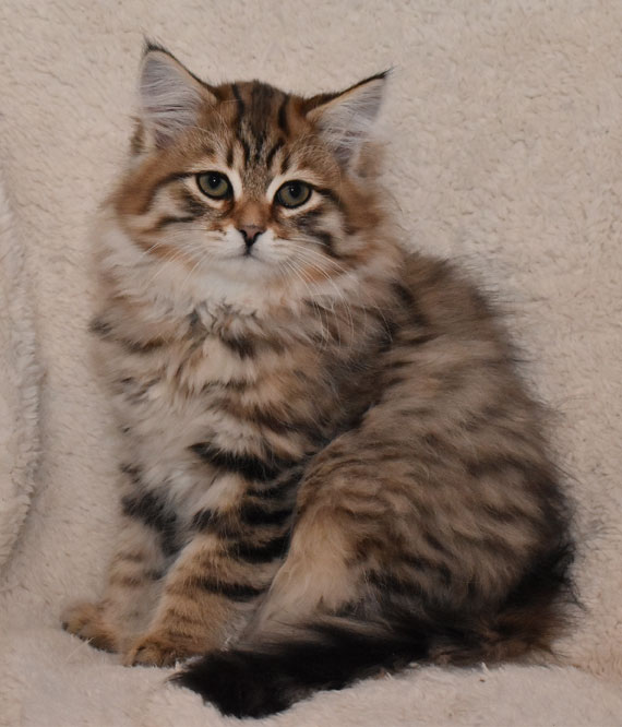 sibirisk kattunge Lulin