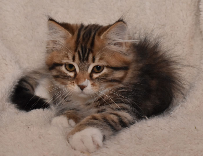 sibirisk kattunge Lynx