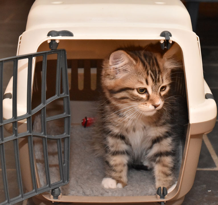 sibiris kattunge Lynx