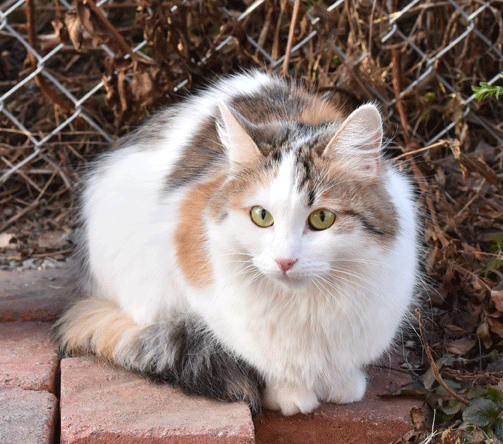 sibirisk katt Tracie