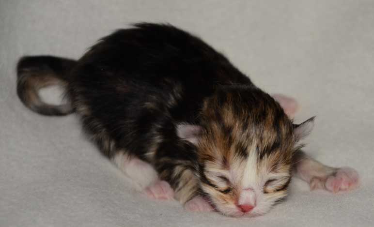 sibirisk kattunge Nyx