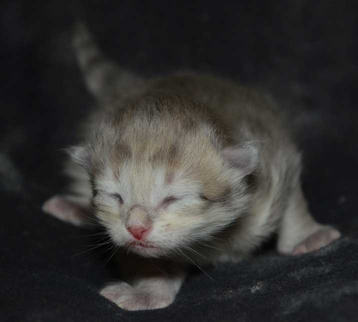 sibirisk kattunge Mr. Spock