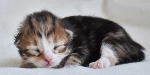 sibirisk kattunge Nyx