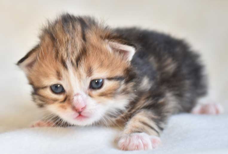 sibirisk kattunge Nyx
