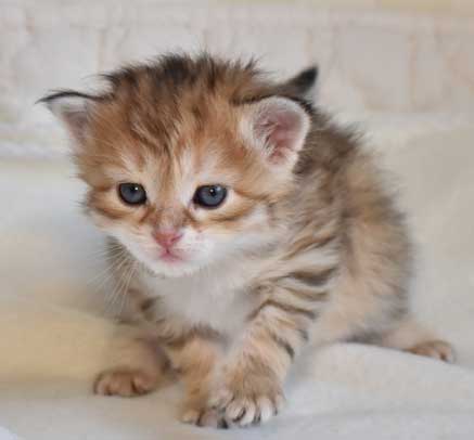sibirisk kattunge Monroe