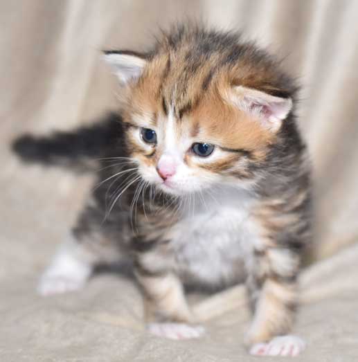 sibirisk kattunge Nyx