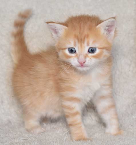 sibirisk kattunge Naruto