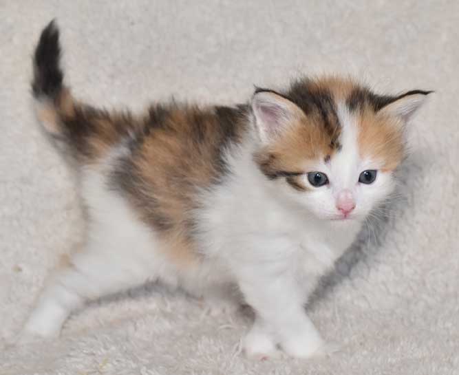 sibirisk kattunge Nymphe