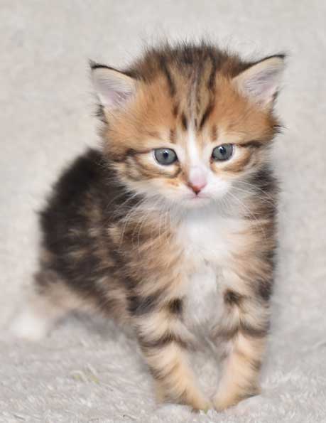 sibirisk kattunge Nyx